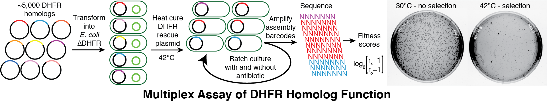 DHFR assay