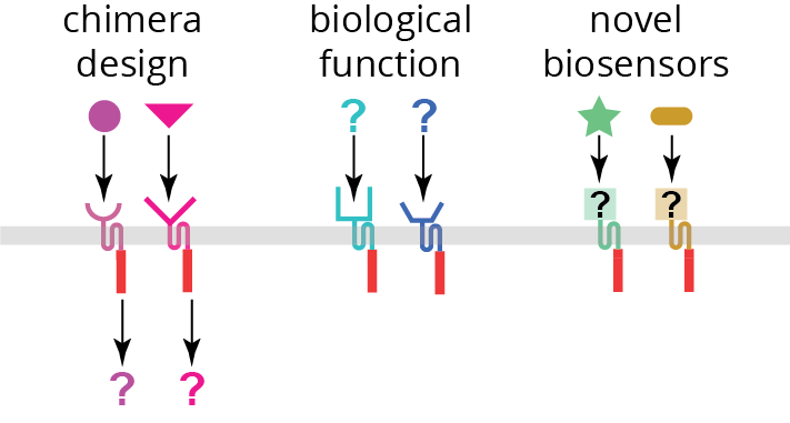 Chimeric Histidine Kinases