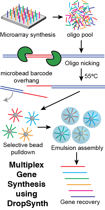 DropSynth Gene Synthesis Process Overview